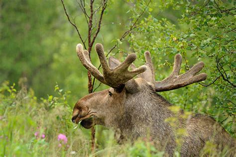 Royalty Free Moose In Yellowstone Pictures, Images and Stock Photos ...