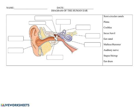 Label of the ear 74036 | Shaughton | LiveWorksheets