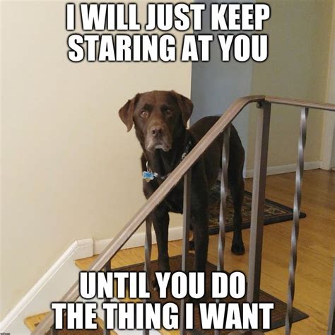 I will just keep staring at you until you do the thing I want | Funny ...