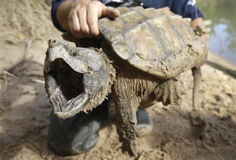 6 fatos sobre a tartaruga-aligátor, o 'dinossauro' de mordida matadora - Mega Curioso