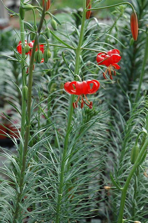 Coral Lily (Lilium tenuifolium) in El Jebel, Colorado (CO) at Eagle ...