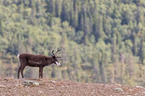 Wild Reindeer Grazing in the Mountains Stock Image - Image of norway ...