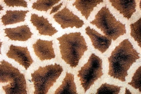 real-giraffe-skin-pattern-qvifzom5.jpg (3648×2432) | Pattern, Giraffe ...