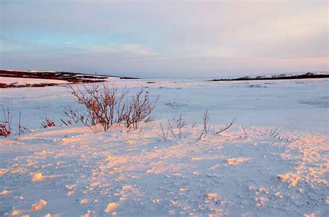 Tundra Biome Temperature