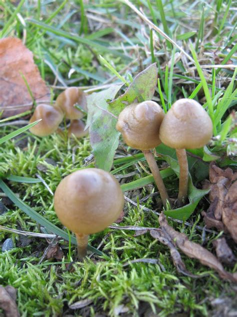 Psilocybe strictipes ? - Mushroom Hunting and Identification ...