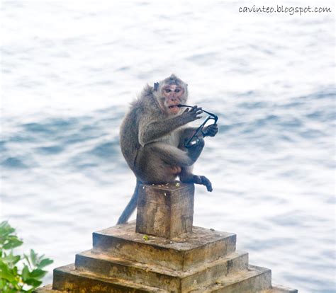 Entree Kibbles: Beware of the Thieving Monkeys @ Uluwatu Temple [Bali]