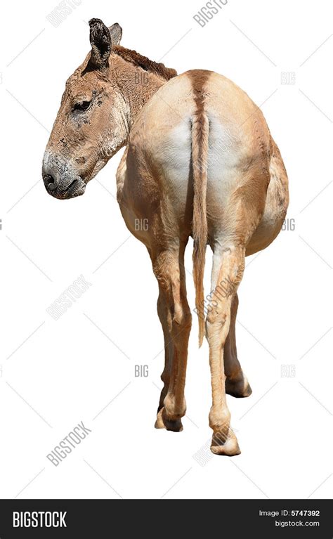 Donkeys Rear Image & Photo | Bigstock