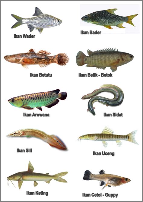 Nama Jenis Ikan Air Tawar Di Malaysia Wallpaper - IMAGESEE