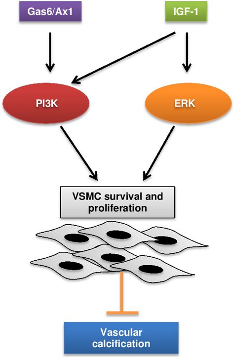 Figure 1.1 from Role of osteocyte markers in medial vascular calcification | Semantic Scholar