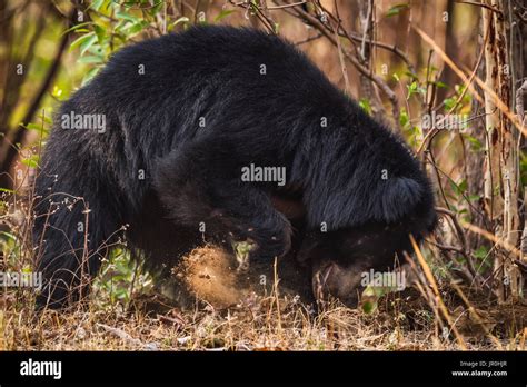 Sloth Bear (Melursus Ursinus) Digging For Termites In Bushes; Chandrapur, Maharashtra, India ...