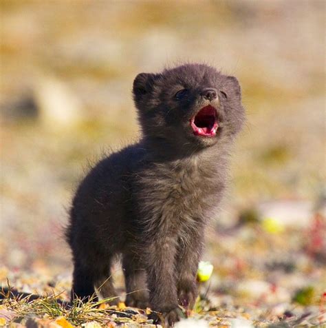 Arctic fox babies | Cute baby animals, Fox pups, Cute animals