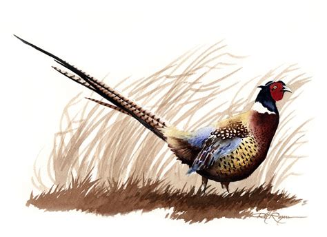 Ring Neck Pheasant Art Print Watercolor Painting by Artist DJ Rogers Wildlife Wall Decor - Etsy