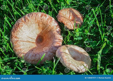 Edible Mushrooms Lactarius Deliciosus on a Green Grass Stock Image - Image of coniferous, crop ...