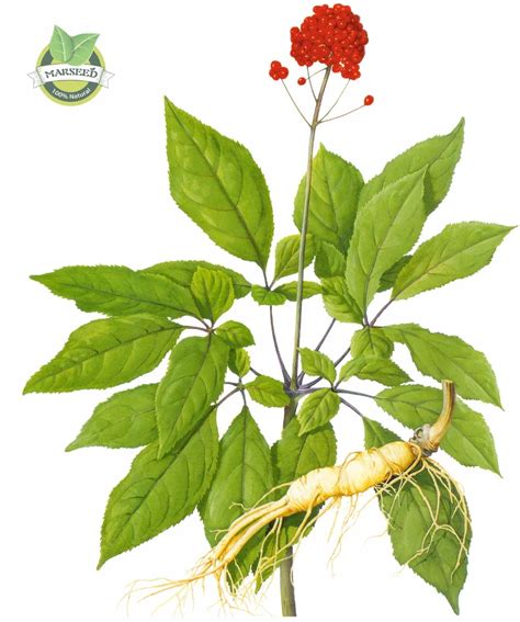 6 Ginseng Root Seeds Chinese Hardy Panax Quality Physical Fitness King of Herbs Free Shipping-in ...