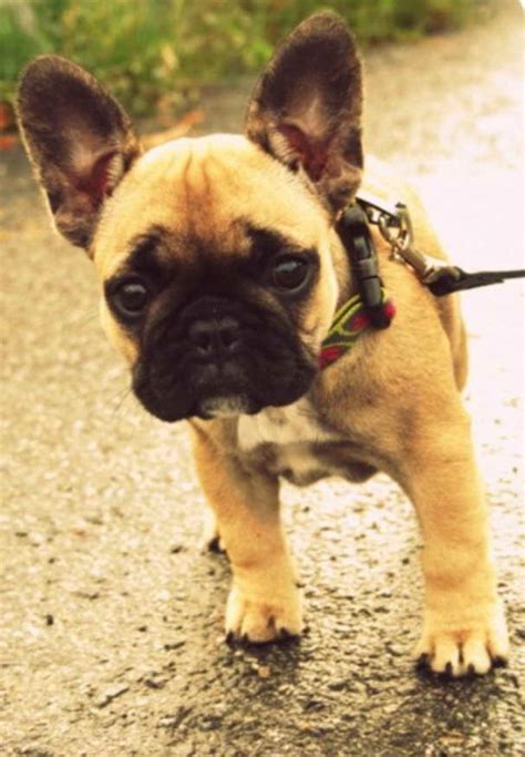 Frenchie Pug Puppies