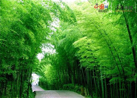 Zhejiang Scenery: Anji bamboo sea-中国网