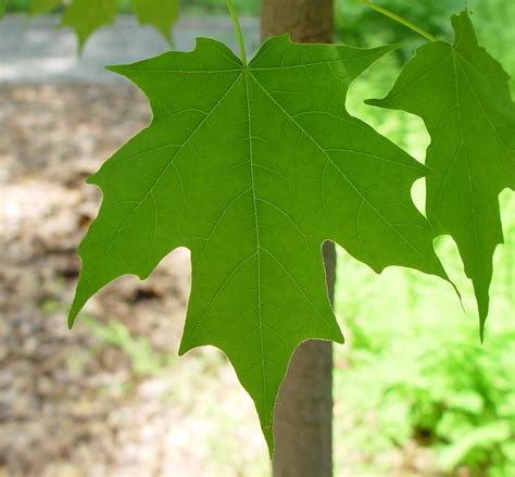 Acer saccharum (sugar maple): Go Botany