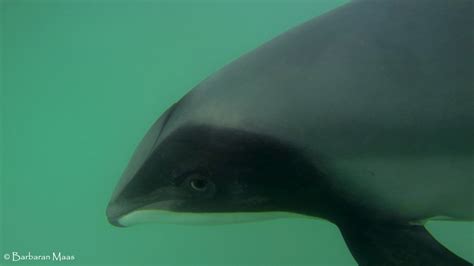 Petition · SAVE MAUI'S DOLPHINS FROM EXTINCTION! - United Kingdom ...