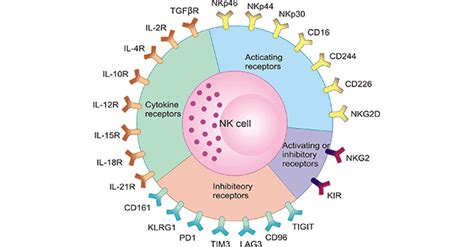 What are NK (natural killer cell) Cell Receptors- CUSABIO