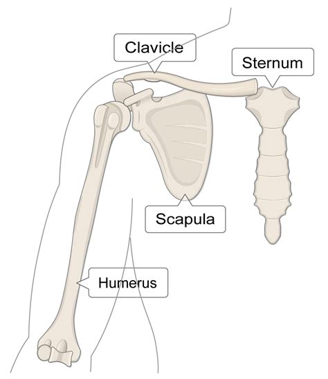 Clavicle And Scapula Diagram