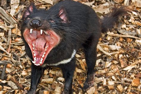 New hope of vaccine for Tasmanian devil’s contagious killer tumor