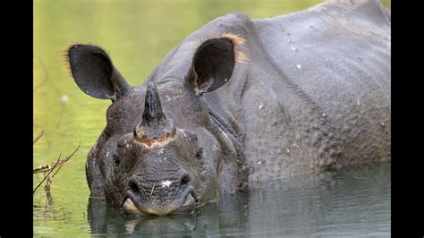 Who shares rhino habitat? - YouTube