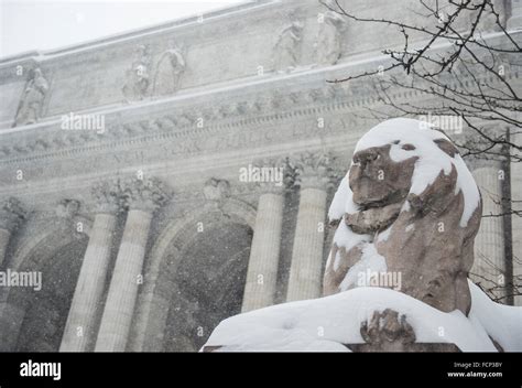 New York, USA. 23rd Jan, 2016. Lion statue covered in snow outside New ...