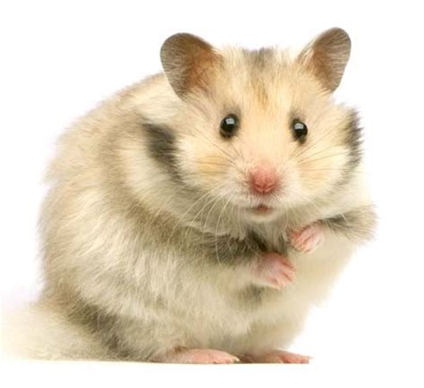 hamster - Kids | Britannica Kids | Homework Help