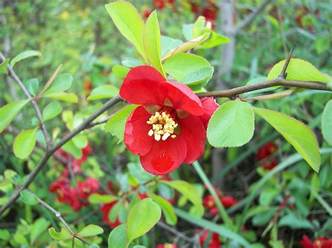 Japanese Quince / Japonica – Kahikatea Farm Certified Organic Nursery and Permaculture Farm