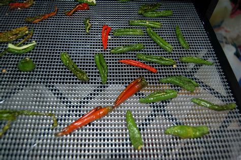 Drying: Hot Peppers – Homestead Houligan