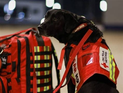 Photos of Turkey Earthquake: Mexico Sends Famous Search and Rescue Dogs