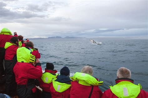 The best places to watch wildlife in Iceland – Lonely Planet - Lonely Planet