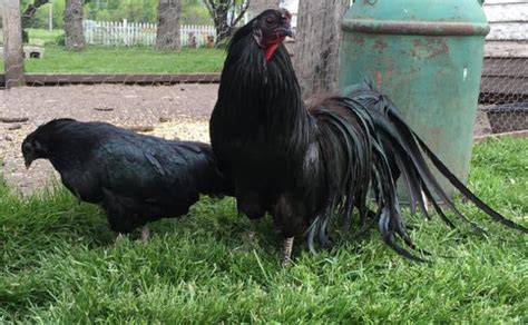 Sumatra Chicken: Eggs, Height, Size and Raising Tips