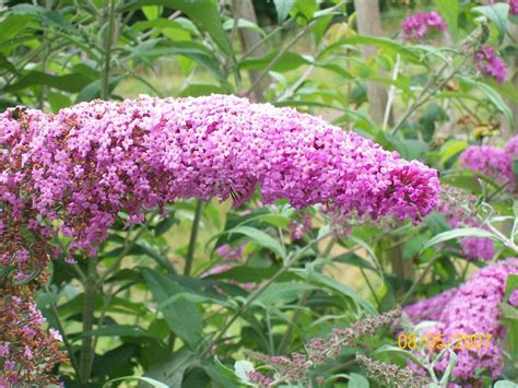 Pink Butterfly Bush from Wood Violet Herb Farm in Cinebar, WA 98533