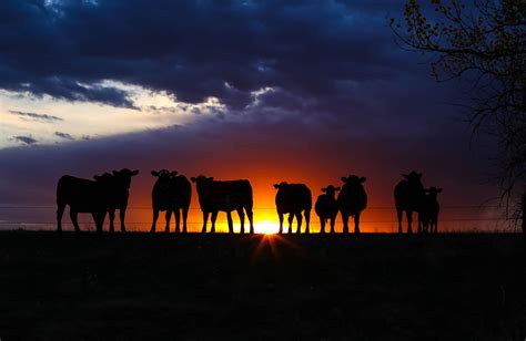 Cattle Sunset; Sheridan Co. KS; Farm Animals. LIKE, COMMENT, OR SHARE TO VOTE!