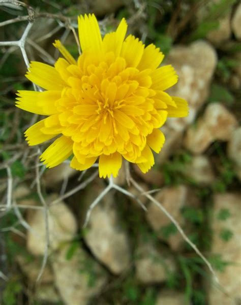 28 best Wild plants native to the Middle East images on Pinterest ...