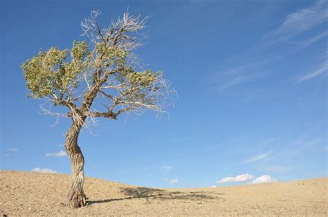 How to Save a Dying Tree