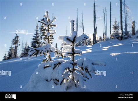 winter in bavarian forest, germany Stock Photo - Alamy