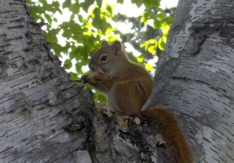 Squirrel In Tree, free photo file, #1388815 - FreeImages.com