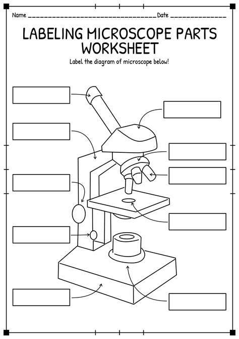 11 Best Images of Light Microscope Diagram Worksheet - Compound Light Microscope Parts Worksheet ...