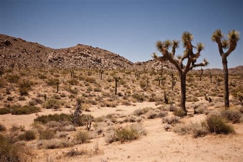 Imagen gratis: desierto, seco, paisaje, geología, piedra arenisca, erosión, cactus, árboles ...