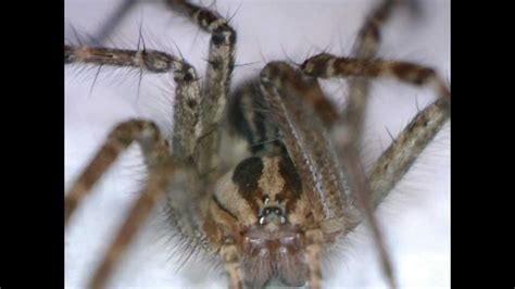 Ohio Wolf Spider - Venomous Spider Identification - Poisonous Spiders - YouTube