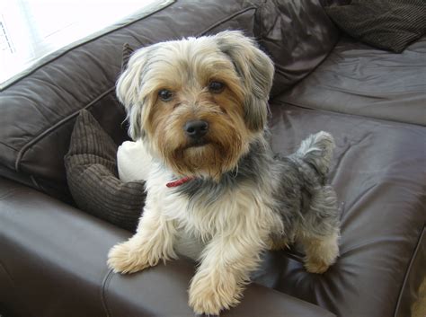 File:Billy the Yorkshire Terrier (Black and Tan).JPG - Wikimedia Commons