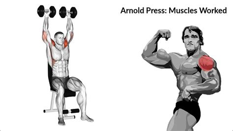 Arnold Press Muscles Worked - YouTube