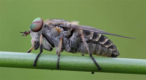 Bremse (Tabanidae) Foto & Bild | tiere, zoo, wildpark & falknerei, insekten & spinnen Bilder auf ...