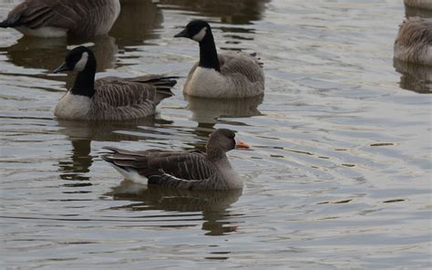 Greater White-fronted Goose, Hunting Creek, VA | Clive Harris | Flickr