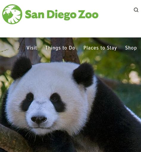 Panda Cam - San Diego Zoo - Best Best Live