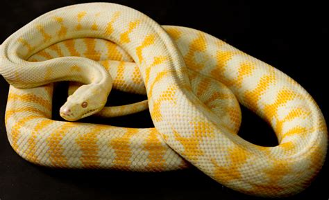 Arboreal Monsters: Problems of albino snakes - are there any?