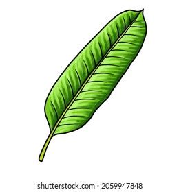 Drawing Leaf Banana Isolated White Background Stock Illustration ...