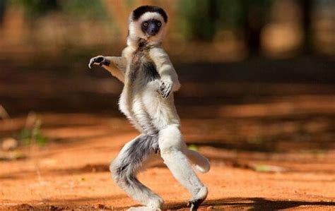 Zoo Animals: Funny Lemur Photos